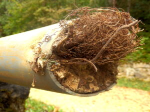 A cross section of a broken sewer pipe with a root ball inside. Roots in your sewer line.