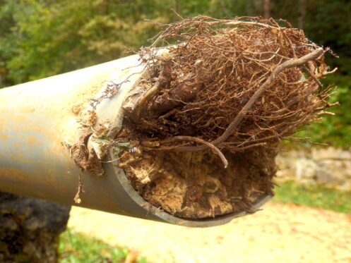 A cross section of a broken sewer pipe with a root ball inside. Roots in your sewer line.